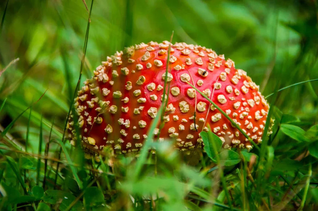 The Complete Guide to Amanita Muscaria Dosages